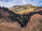 límite bosque