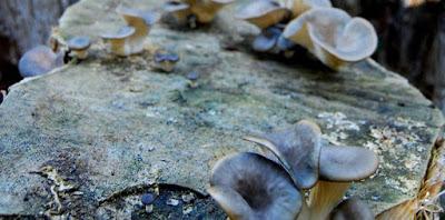 Se afianza la producción de hongos comestibles en Neuquén