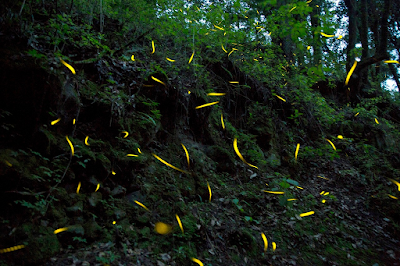 INVITA EDOMÉX A VIVIR EL ESPECTÁCULO NATURAL DE LUCIÉRNAGAS