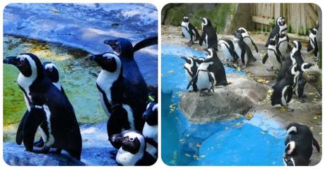 Visitar el Zoo Aquarium de Madrid
