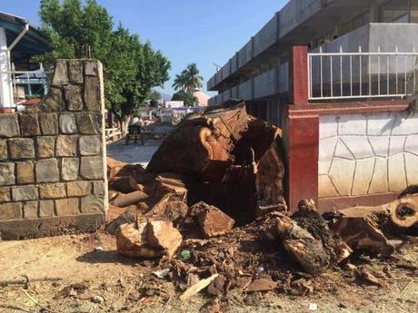 Alcaldesa de Tamasopo manda talar centenario árbol