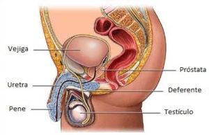 imagen de la prostata