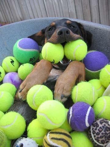 15 perros que están viviendo el mejor momento de sus vidas 15 perros que están viviendo el mejor momento de sus vidas