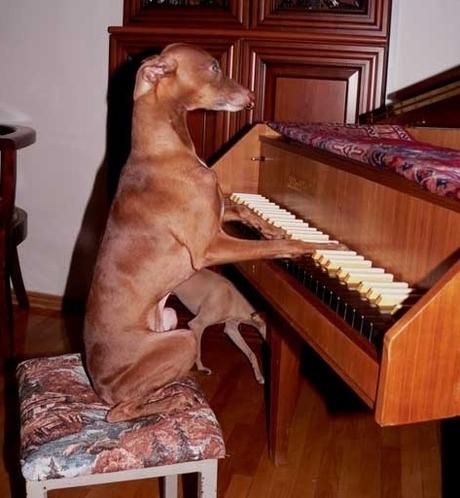 15 perros que están viviendo el mejor momento de sus vidas 15 perros que están viviendo el mejor momento de sus vidas