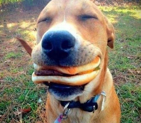 15 perros que están viviendo el mejor momento de sus vidas 15 perros que están viviendo el mejor momento de sus vidas