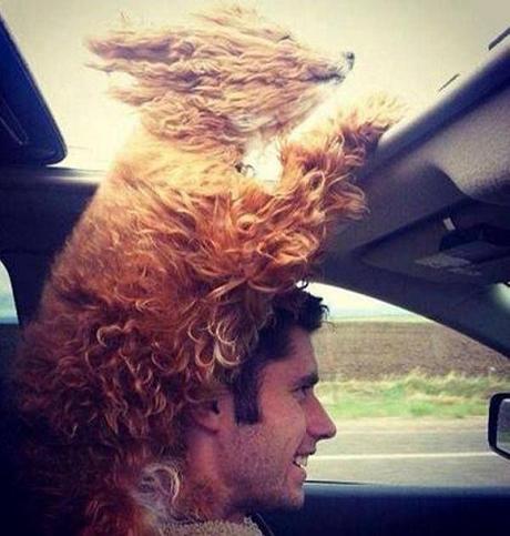 15 perros que están viviendo el mejor momento de sus vidas 15 perros que están viviendo el mejor momento de sus vidas