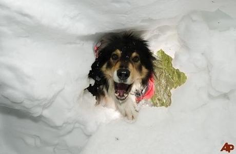 15 perros que están viviendo el mejor momento de sus vidas 15 perros que están viviendo el mejor momento de sus vidas