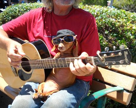 15 perros que están viviendo el mejor momento de sus vidas 15 perros que están viviendo el mejor momento de sus vidas