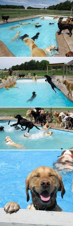 15 perros que están viviendo el mejor momento de sus vidas 15 perros que están viviendo el mejor momento de sus vidas