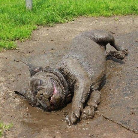 15 perros que están viviendo el mejor momento de sus vidas 15 perros que están viviendo el mejor momento de sus vidas