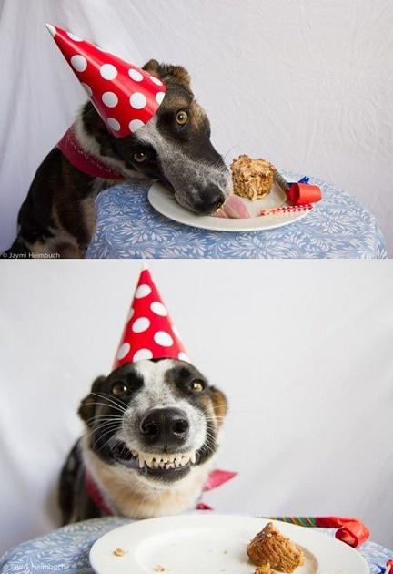 15 perros que están viviendo el mejor momento de sus vidas 15 perros que están viviendo el mejor momento de sus vidas