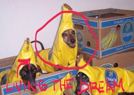 15 perros que están viviendo el mejor momento de sus vidas 15 perros que están viviendo el mejor momento de sus vidas