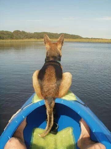 15 perros que están viviendo el mejor momento de sus vidas 15 perros que están viviendo el mejor momento de sus vidas