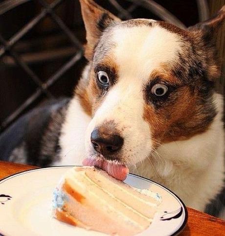 15 perros que están viviendo el mejor momento de sus vidas 15 perros que están viviendo el mejor momento de sus vidas