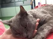 Cómo afrontamos muerte mascota nuestra hija