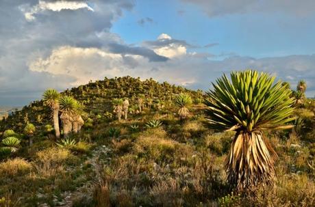Minera quiere explotar tierras en zona de Wirikuta