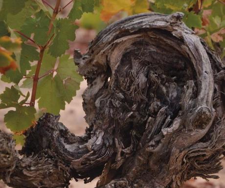 APUESTAN POR LA CALIDAD HISPANOBODEGAS Hispanobodegas
