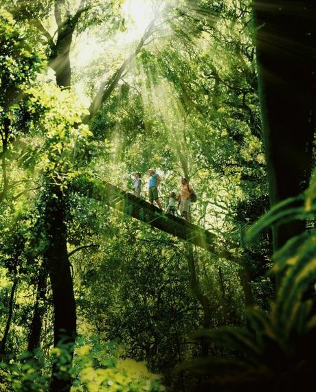 Hinterland_Gold_Coast_2-638-467x580 ▷ Comente sobre 9 consejos para visitar la Costa Dorada con un presupuesto de Joanna Culture