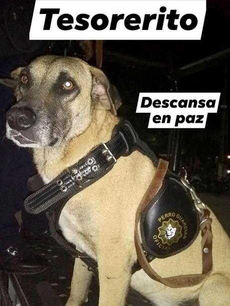 Localizan sin vida a perro policía de Tamazunchale