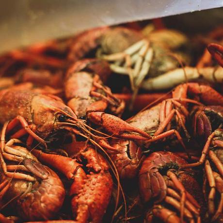 New-Orleans-Food-Crawfish-Boil ▷ 10 alimentos locales para probar en Nueva Orleans