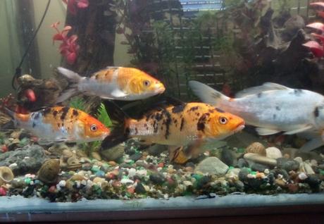 Remodelando el acuario