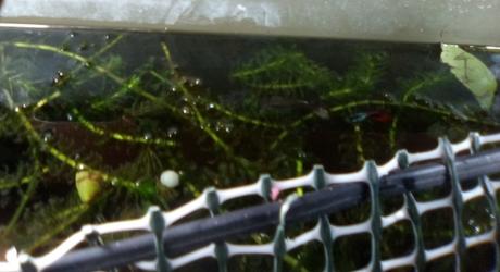 Remodelando el acuario