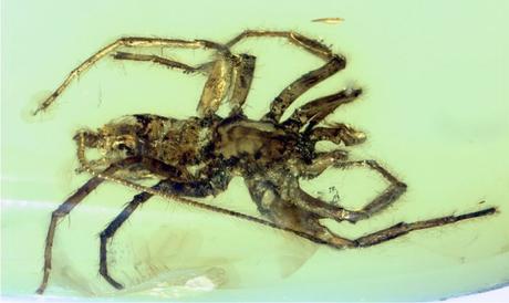 No es ni araña ni escorpión , descubren el insecto de tus pesadilla.