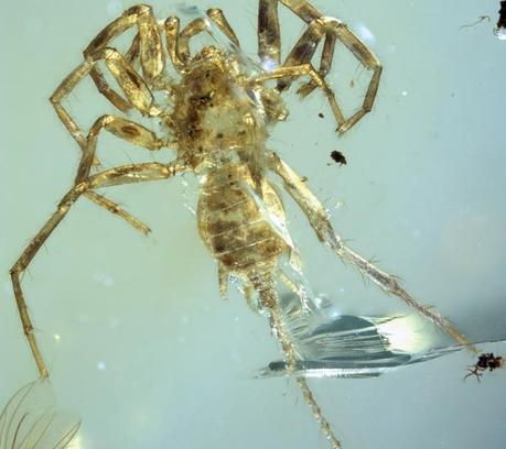 No es ni araña ni escorpión , descubren el insecto de tus pesadilla.