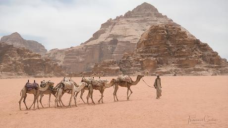 Pastor conduciendo un pequeño grupo de dromedarios. Viajes_Abuelohara_Jordania
