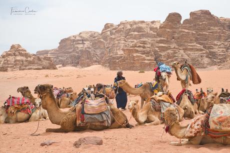 Pastor beduino con su grupo de animales en Wadi Rum Viajes_Abuelohara_Jordania
