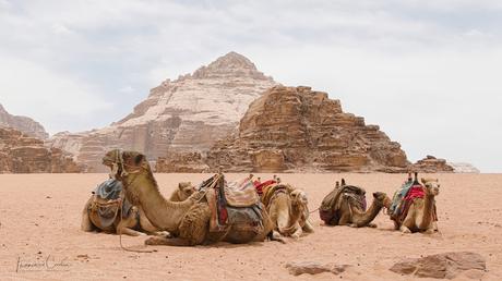 Grupo de Dromedarios descansando. Viajes_Abuelohara_Jordania