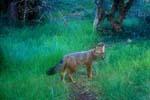 La sorprendente fauna fueguina incluye animales exóticos introducidos por el hombre. La sorprendente fauna fueguina incluye animales exóticos introducidos por el hombre.