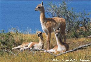 La sorprendente fauna fueguina incluye animales exóticos introducidos por el hombre.