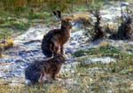 La sorprendente fauna fueguina incluye animales exóticos introducidos por el hombre. La sorprendente fauna fueguina incluye animales exóticos introducidos por el hombre.