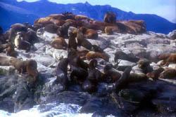 La sorprendente fauna fueguina incluye animales exóticos introducidos por el hombre. La sorprendente fauna fueguina incluye animales exóticos introducidos por el hombre.