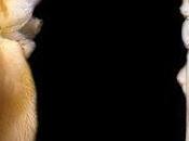 Nuevas especies cuevas Marruecos