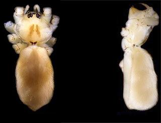 Nuevas especies de cuevas de Marruecos