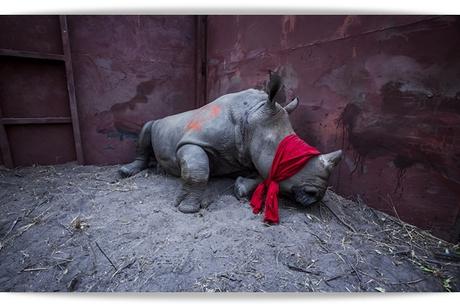 El regreso del Rino El regreso del Rino