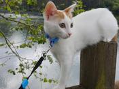 Tener gato primera vez: cosas hemos aprendido