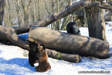 osos-en-skansen Que ver en Estocolmo en 3 días [¡Ruta, consejos y ahorra!]