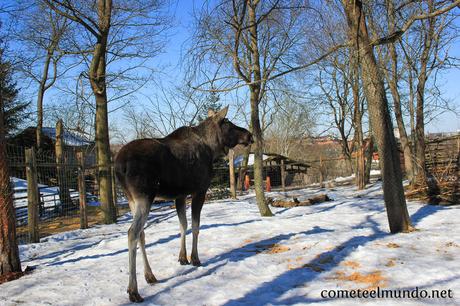 arce-en-estocolmo Que ver en Estocolmo en 3 días [¡Ruta, consejos y ahorra!]