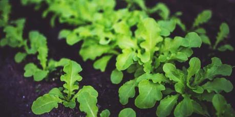 acido folico embarazo