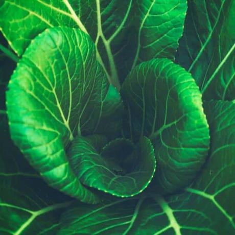 acido folico para que sirve