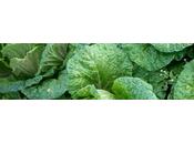 Ácido fólico vitamina forma nuestro organismo