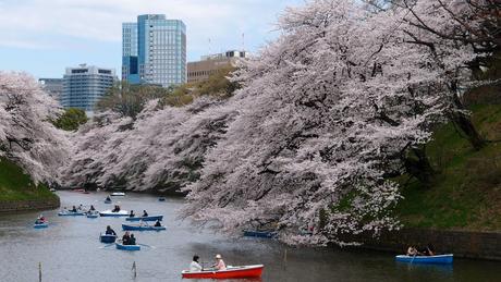 Relaxing-Spots-in-Japans-Capital-sakura-blossoms-1024x577 ▷ 6 lugares relajantes en la capital de Japón