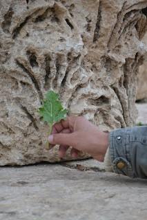 El Reino de Jordania, con el sueño de Petra  (3d/2n). Enero 2015