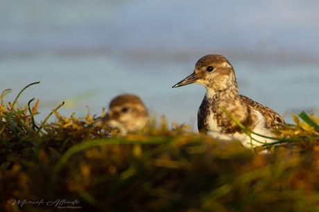 Vuelvepiedras -  Ruddy Turnstone / Arenaria interpres (Linnaeus, 1758)