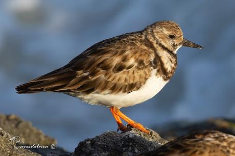 Vuelvepiedras -  Ruddy Turnstone / Arenaria interpres (Linnaeus, 1758)