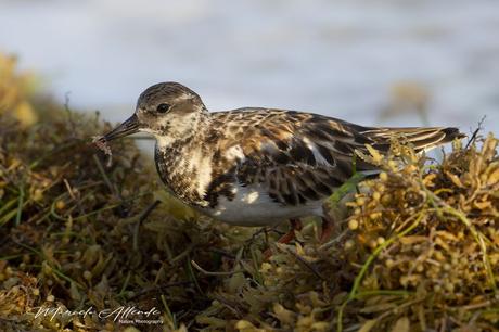 Vuelvepiedras -  Ruddy Turnstone / Arenaria interpres (Linnaeus, 1758)