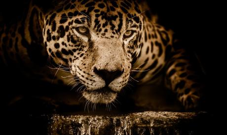 Memorias de Jaguar y Águila – reflexión personal y audiolibro